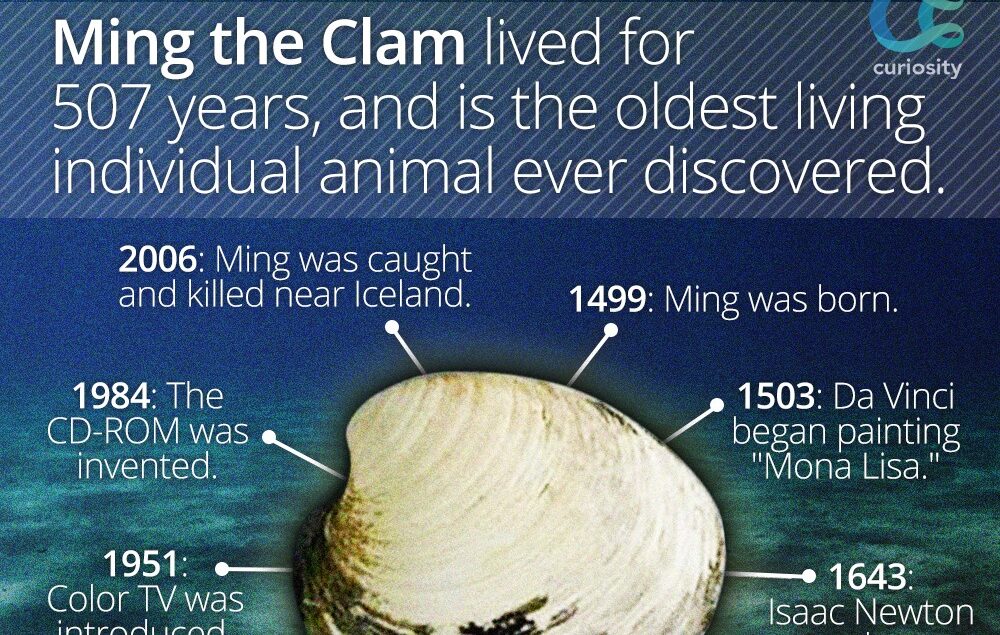 Ming clam the oldest clam