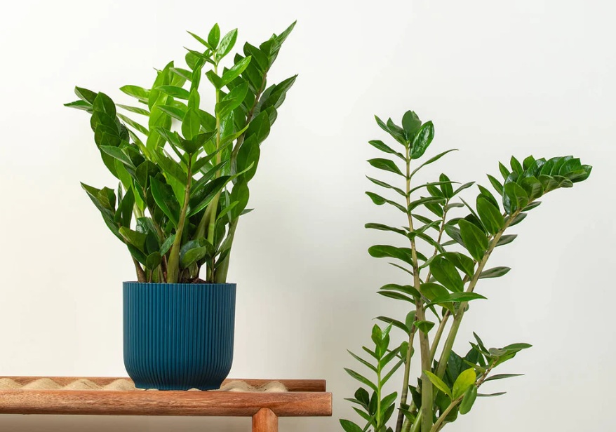 plant on indoor