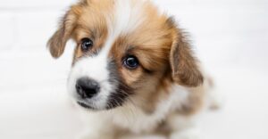 a dog which feel person