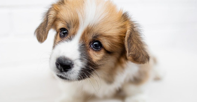 a dog which feel person
