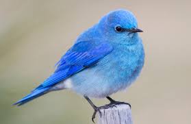 small bird